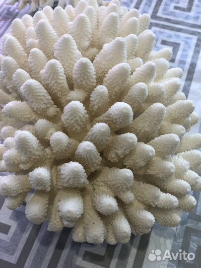 Кораллы, ракушки