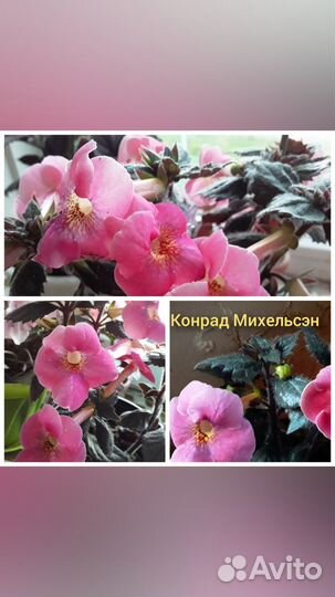 Ризомы ахименесов