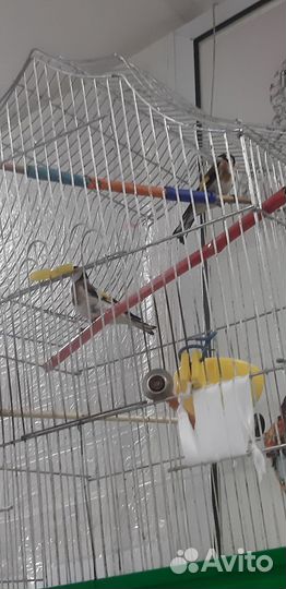 Птица щегол