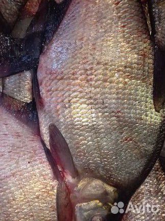 Рыба лещ,карась свежий