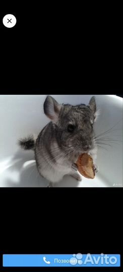 Шиншилла девочка