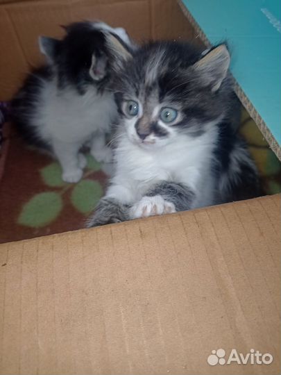 Котятки, 1мес