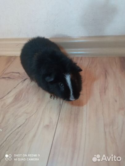 Морская свинка девочка американский Тедди