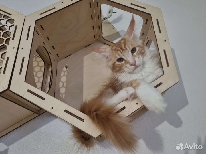 Котята Мейн-кун