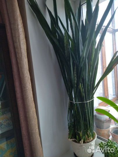 Комнатные цветы