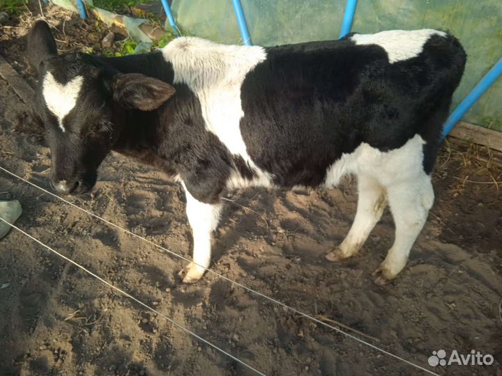 Телята бычки и телки