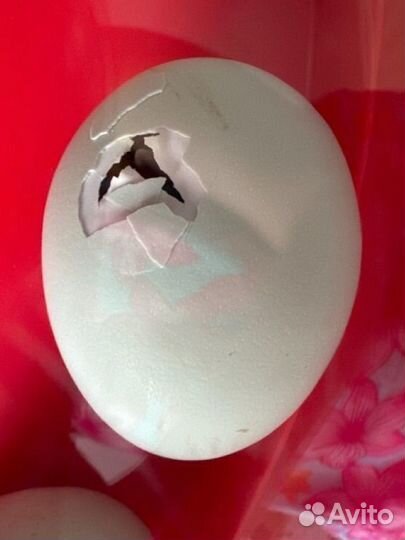 Инкубационное яйцо ухейилюй