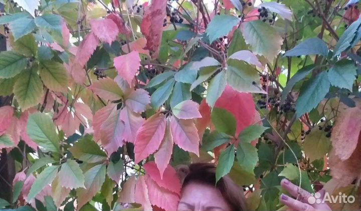 Девичий (дикий) виноград