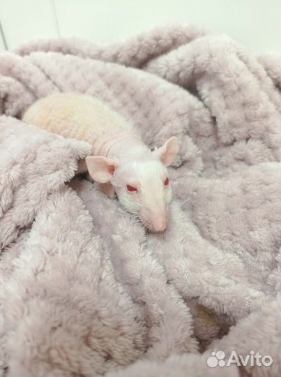 Крыса сфинкс