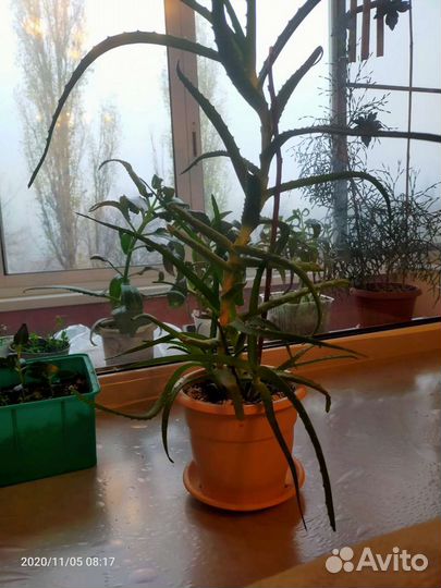 Алоэ столетник