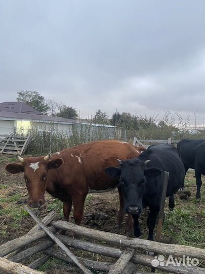 Айширские телки полуторагодовалые