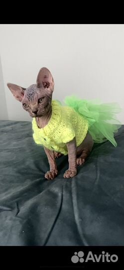 Бамбино Канадский сфинкс