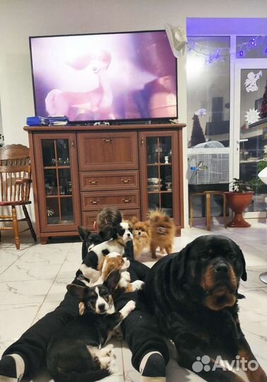 Девочки кавалер кинг чарльз РКФ