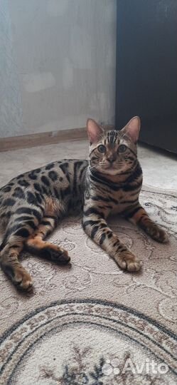 Бенгальский кот вязка