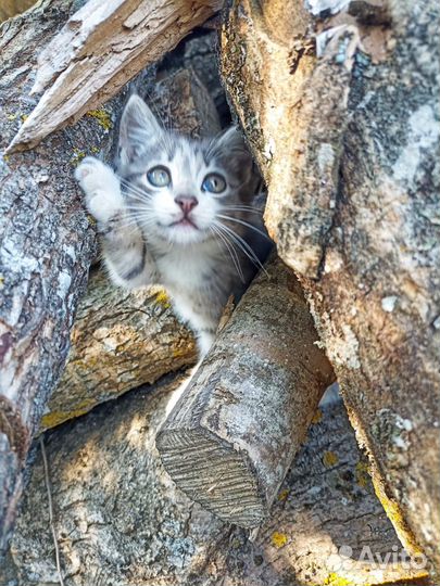 Отдам котенка в добрые руки