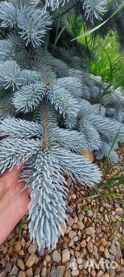 Ель хупси 160 см