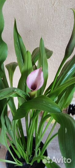 Комнатные цветы калла