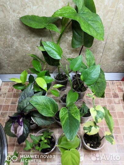 Набор комнатных растений