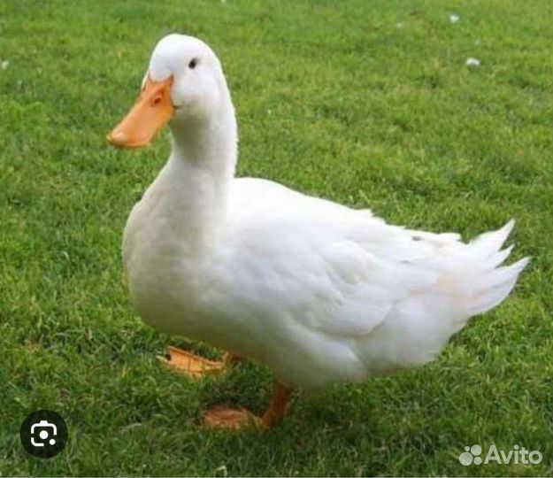 Утка агидель