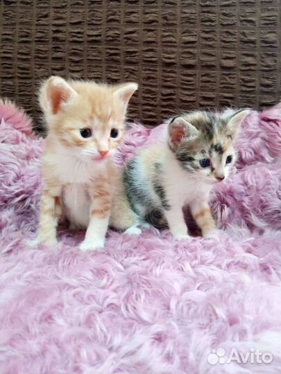 Котята в дар бесплатно
