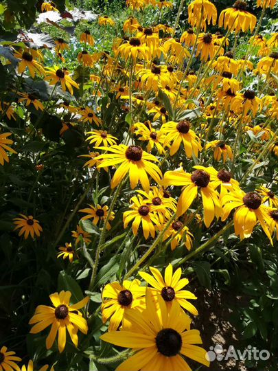 Многолетние садовые цветы