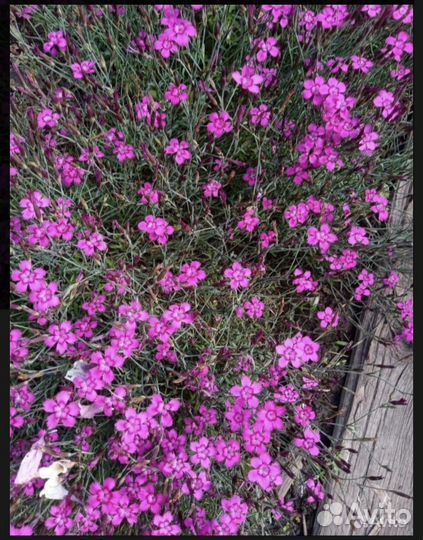 Гвоздика травянка