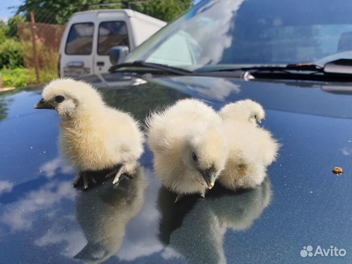 Утята Цыплята