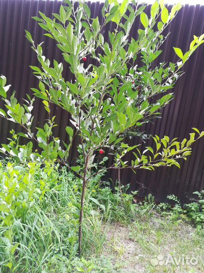 Вишня.дерево 2м. Плодоносит