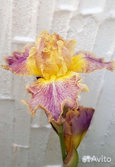 Ирисы бородатые сортовые