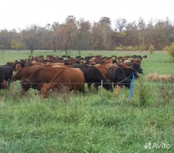 Электропастух для заповедников для зоопарков