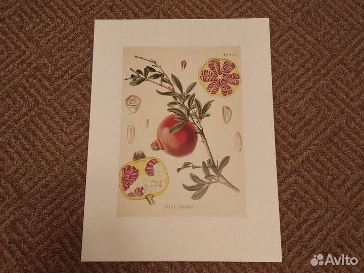 Постеры. Репродукции. Ботаническая тема