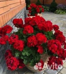 Пеларгонии сортовые