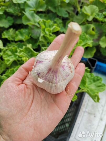 Чеснок озимый