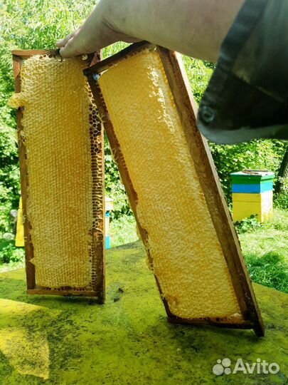 Мед в сотах