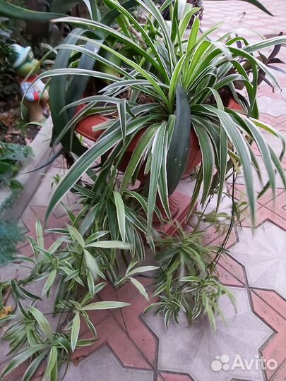 Гортензия Традесканция Хлорофитум