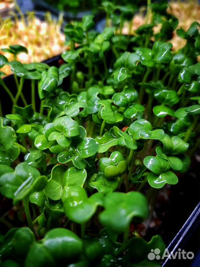 Семена Редиса для микрозелени