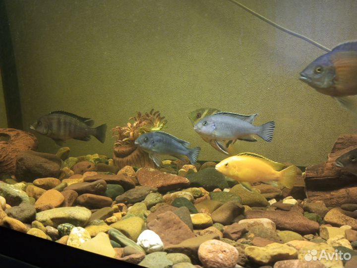 Аквариум на 420 литров с рыбками