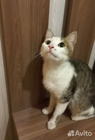 Выброшена кошка