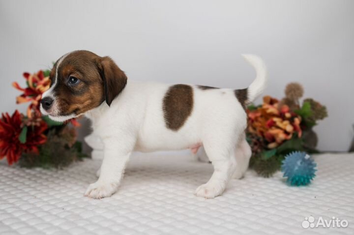 Щенки джек рассел терьер брокен