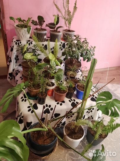 Цветы разных видов, домашние