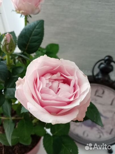 Роза комнатная