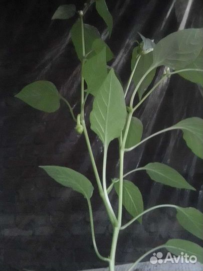 Огонек комнатный.цветет.доставка от 3 шт.беспл