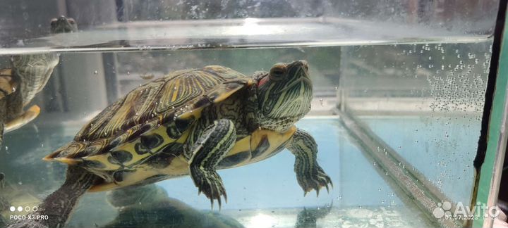 Красноухие черепахи 4 шт в дар