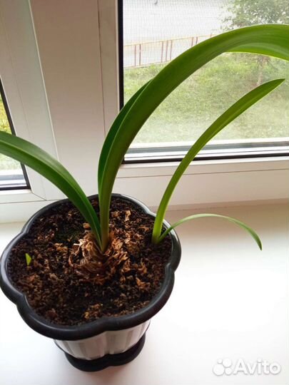 Гиппиаструм