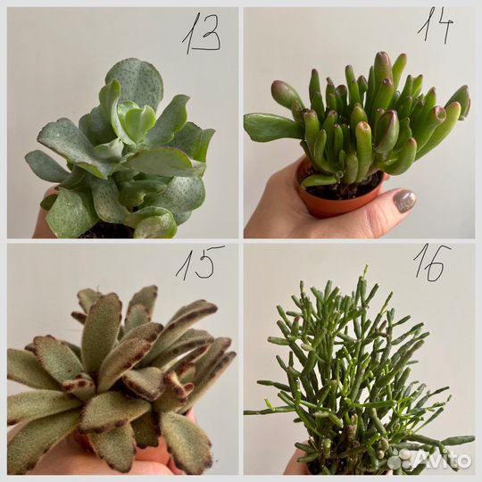 Кактусы и суккуленты