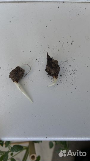 Клубни и детки алоказии клобучковой