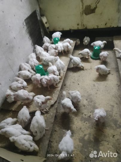 Бункерная кормушка для цыплят 1 л