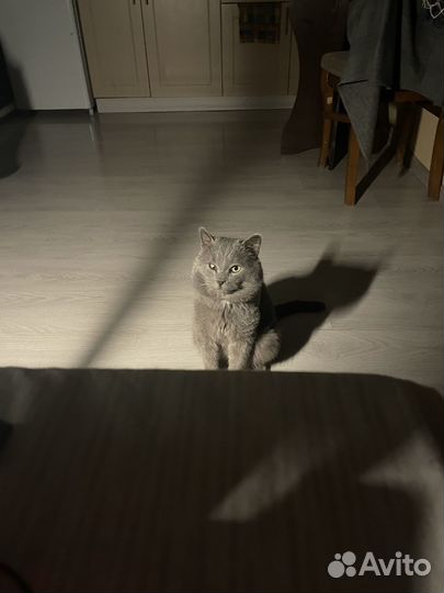 Британец в добрые руки