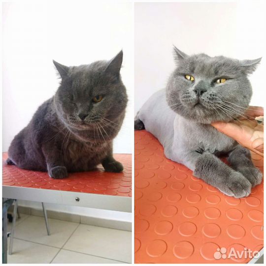 Груминг домашних питомцев