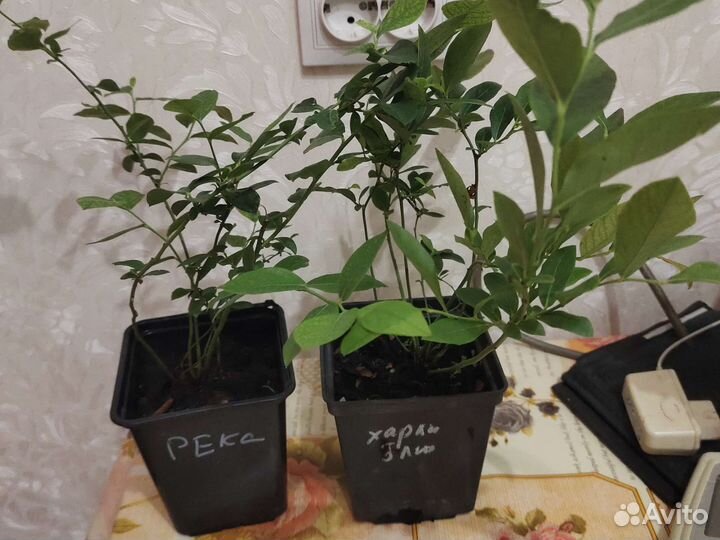 Саженцы голубики